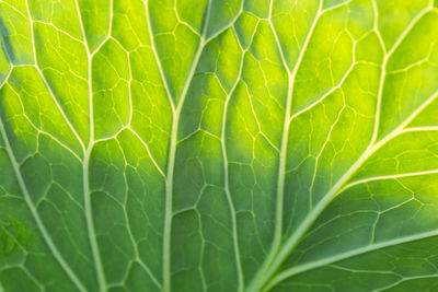 Full frame shot of green leaves