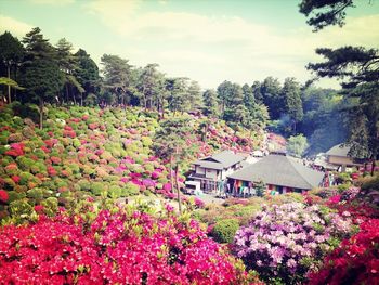 Pink flowers blooming on tree