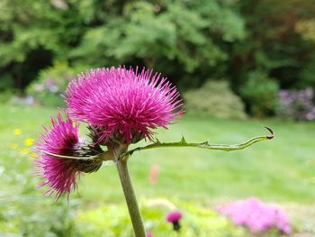 Close-up of pink thistle flower