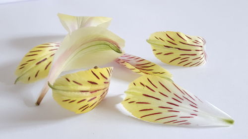 Close-up of yellow flowers