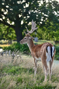 Deer standing on land