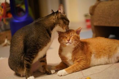 Close-up of cats lying down at home