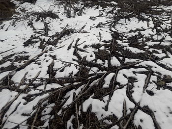 Close-up of snow on tree