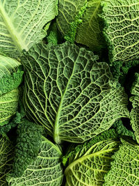 Savoy cabbage background. full frame textured green background. healthy lifestyle and eating concept