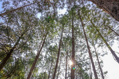Low angle view of trees in forest against sky