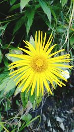 Close-up of yellow flower