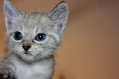 Close-up portrait of kitten