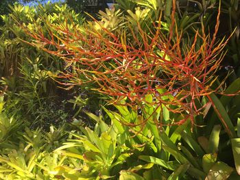 Close-up of plants