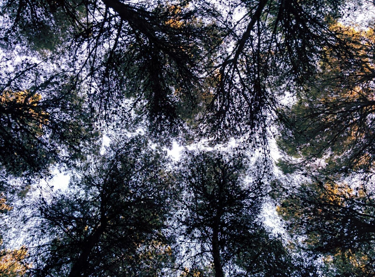 tree, low angle view, branch, growth, nature, tranquility, beauty in nature, full frame, backgrounds, tree trunk, sky, day, forest, green color, outdoors, no people, scenics, directly below, sunlight, tranquil scene