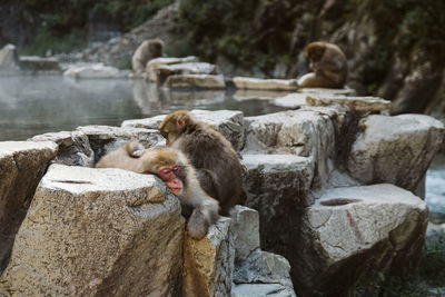 Monkey sitting on rock