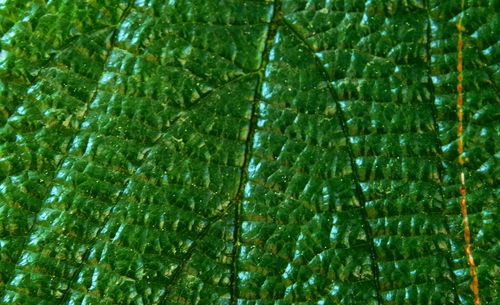 Full frame shot of green plants