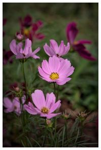 Close-up of pink flowers blooming outdoors