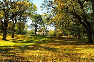 Scenic view of grassy field