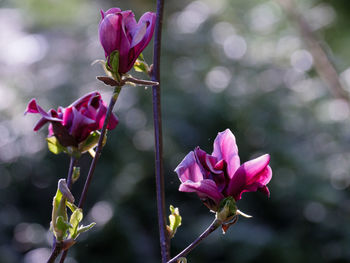 Close-up of pink rose