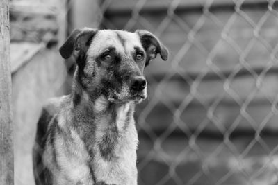 Close-up portrait of dog