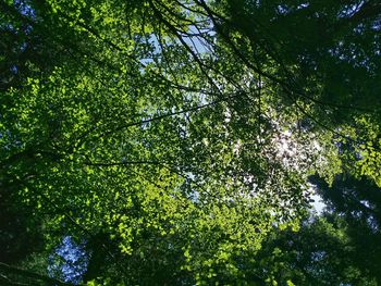Low angle view of trees