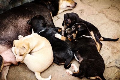 High angle view of dogs sleeping outdoors