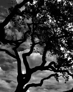 Low angle view of silhouette tree against sky