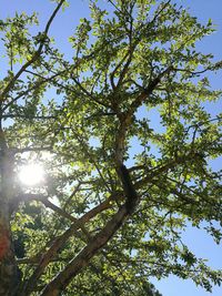 Low angle view of trees against sky