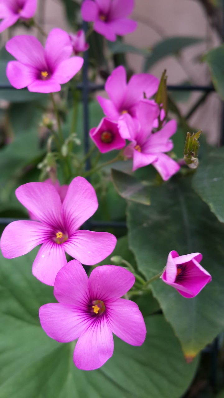 flower, freshness, petal, fragility, pink color, growth, flower head, beauty in nature, close-up, focus on foreground, nature, blooming, in bloom, plant, pink, blossom, stamen, day, purple, outdoors