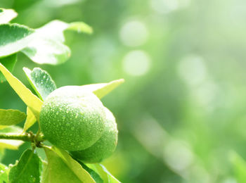 Green lemon and drops of water after the rain has a blurred background, lemon background