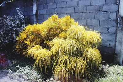 Plants growing on a tree