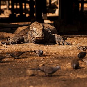 Close-up of a komdo dragon 