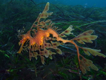 Close-up of fish swimming in sea