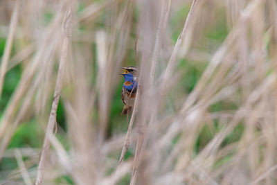 Close-up of a bird on grass