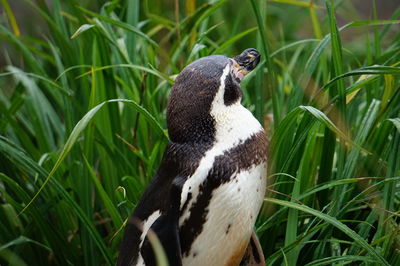 Close-up of a penguin on grass