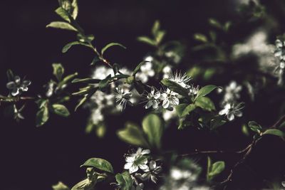 Close-up of flowering plant