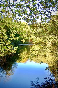 Scenic view of lake by trees against clear sky