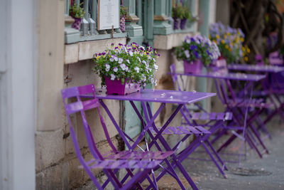 Potted plant on table