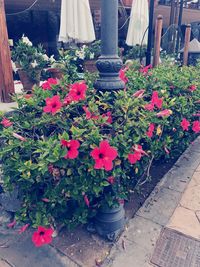 Potted plants