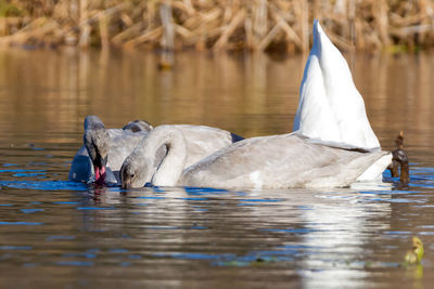 Swan swimming in lake