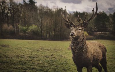 Deer standing on field