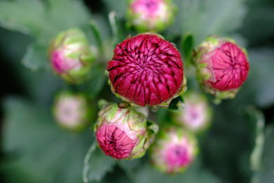 Close-up of pink flowering plant