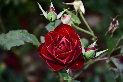 Close-up of red rose blooming outdoors