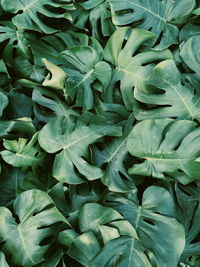 Full frame shot of leaves