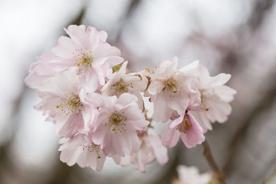 Close-up of pink flowers blooming on tree