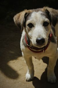 Close-up portrait of dog standing outdoors