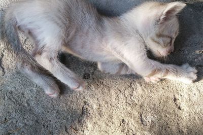 Close-up of cat lying down