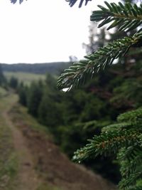 Close-up of pine tree