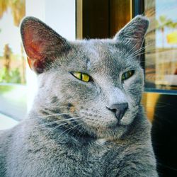 Close-up portrait of cat