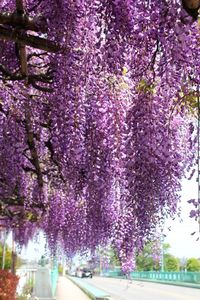 Close-up of purple flowers blooming on tree