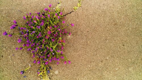 High angle view of pink flowering plants on land