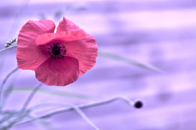 Close-up of pink rose flower