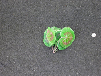 High angle view of plant leaves on road