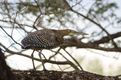 Close-up of bird perching on tree against sky