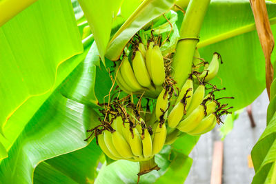 Close-up of green plant